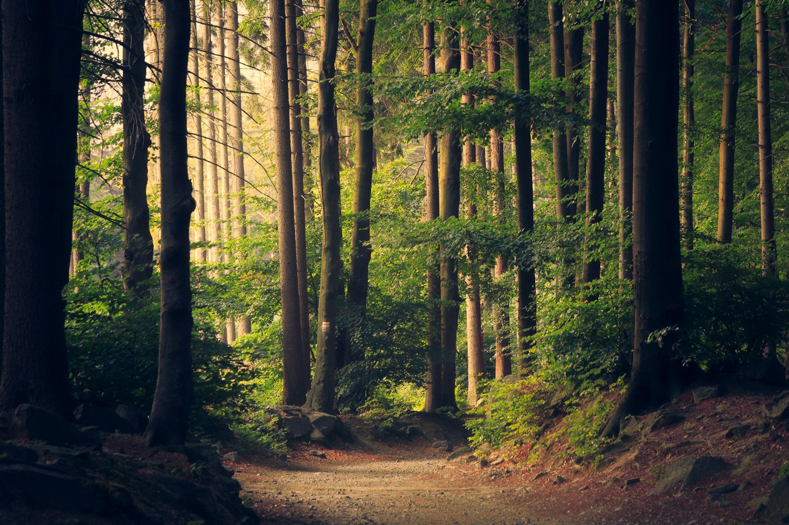 The Power of Transferable Skills